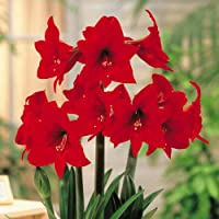 Los mejores  - Bulbo floral Hippeastrum Amaryllis Rapido